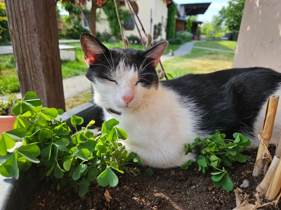The homestead cat resting among wood sorrel
